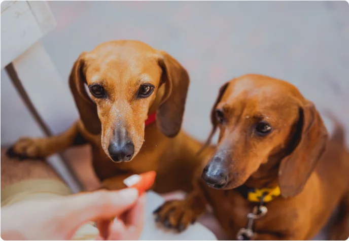 Dos perros junto a su alimento