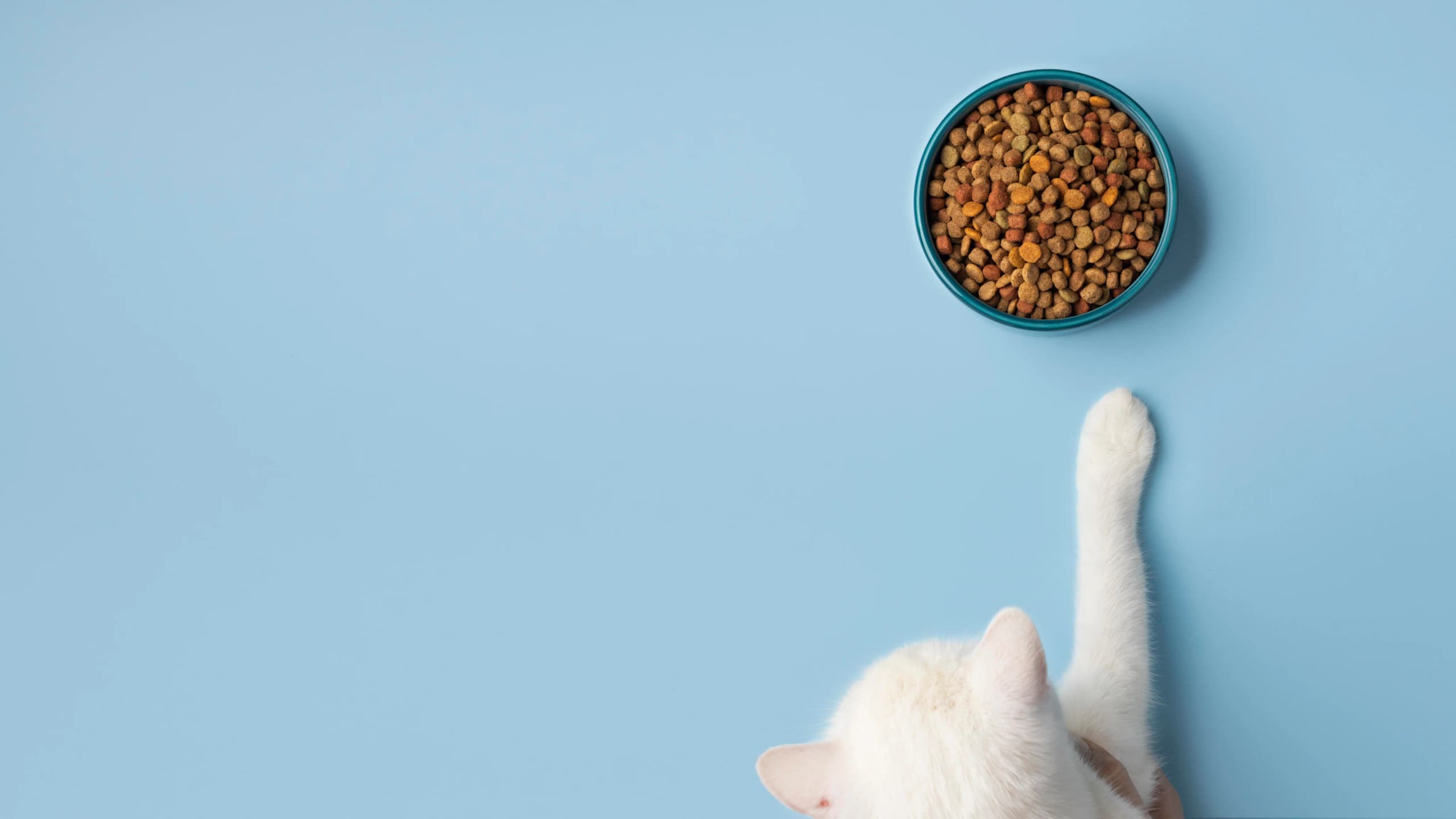 Cat next to its food